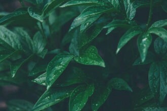 image execution.id 28